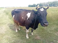 Vaca, Ganado vacuno — foto 1