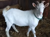 تيس, Saanen goat — الصورة 1