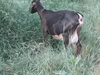 Cabra, Nubian Goat — foto 4