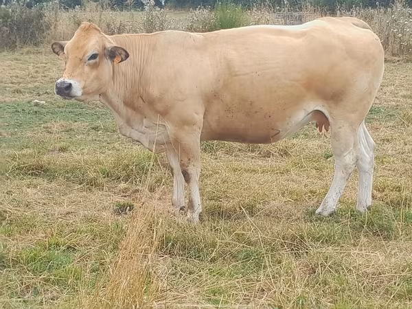 بقرة, Partenaise cattle