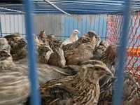 किंग बटेर — फ़ोटो 3