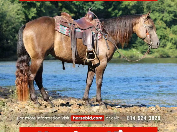Horse (M), Quarter Horse