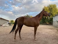 Yegua, Canadian horse breed — foto 1