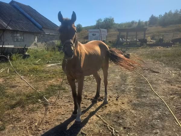 母马, Horses