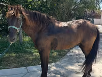 Caballo, Caballos — foto 3
