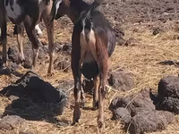 बकरा, बकरियाँ — फ़ोटो 1