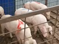 नर सूअर, सूअर — फ़ोटो 7