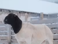 Carnero, Dorper sheep — foto 3