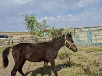 فرس, Kazakh horse — الصورة 1
