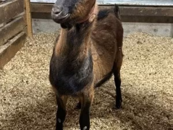 تيس, Alpine goat