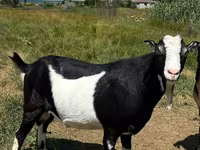 बकरा, LaMancha goats — फ़ोटो 2
