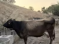 Kuh, Ukrainian Brown Dairy Cattle — Foto 2