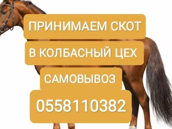 گاو