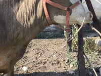 Cow, Alatau breed — photo 7
