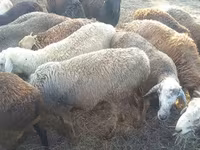 公羊, Romanov sheep — 照片 5