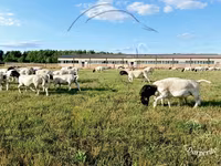 Carnero, Dorper sheep — foto 2