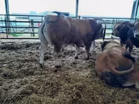 ثور, Partenaise cattle — الصورة 3