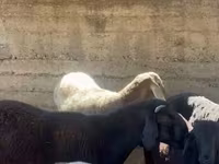 Carnero, Arashan sheep — foto 5