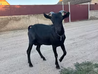 Cabro, Murcia-Granada goats — foto 1