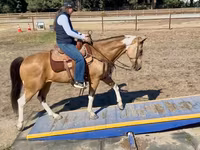 Yegua, Quarter Horse — foto 6