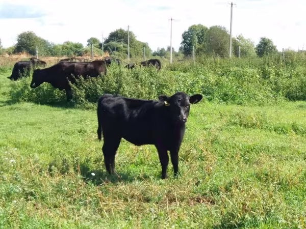 Aberdeen Angus
