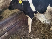 公牛, Holstein breed — 照片 1