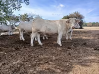بقرة, Charolais cattle — الصورة 5