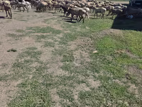 Carnero, Hissar sheep — foto 2