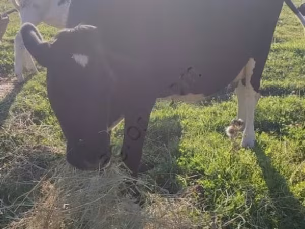 Cow, Holstein breed