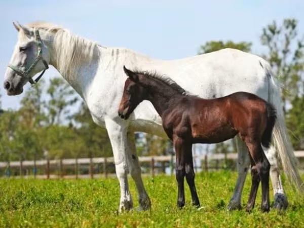 فرس, Orlov Trotter