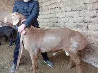 मेढ़ा, भेड़ — फ़ोटो 3