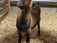تيس, Alpine goat — الصورة 1