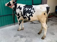 Vaca, Raza Holstein — foto 3