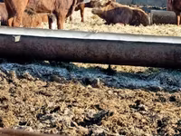 Bull, Cattle — photo 1