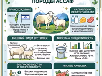 Widder, Assaf sheep — Foto 4