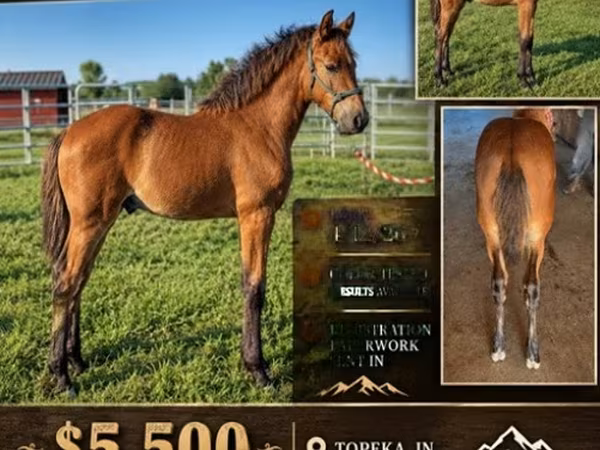 Horse (M), Rocky Mountain Horse