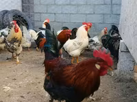 براهما — الصورة 5