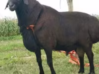 मेढ़ा, Rhon sheep — फ़ोटो 5