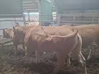 Kuh, Blonde d’Aquitane cattle — Foto 3
