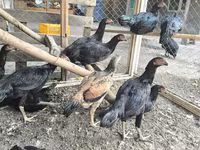 Chickens — الصورة 1