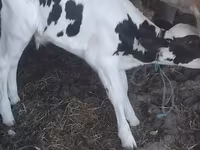 Toro, Raza Holstein — foto 1