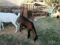عنزة, Saanen goat — الصورة 5