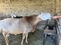 Carnero, Hissar sheep — foto 2