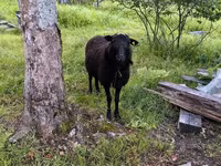 公羊, Romanov sheep — 照片 1