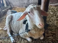 Carnero, Awassi sheep — foto 1