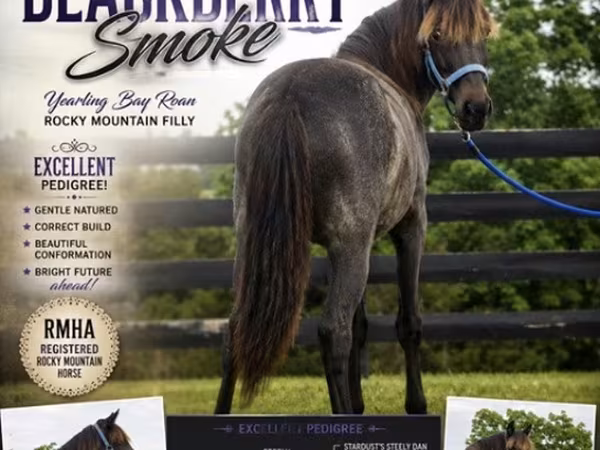 Yegua, Rocky Mountain Horse