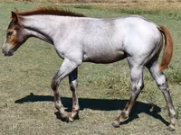 Mare, Quarter Horse — photo 6