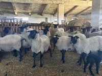 Sheep, Romanov sheep — photo 1