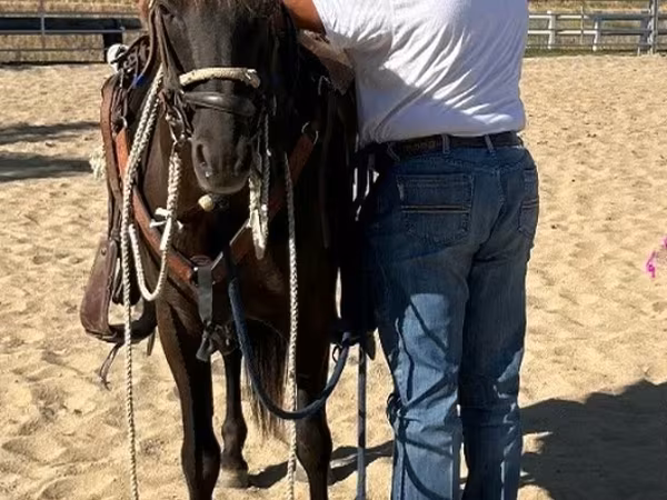 Caballo, Caballos