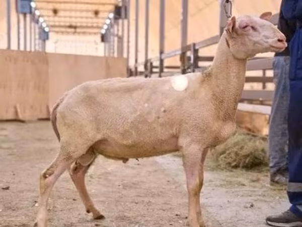 كبش, East Friesian Dairy sheep